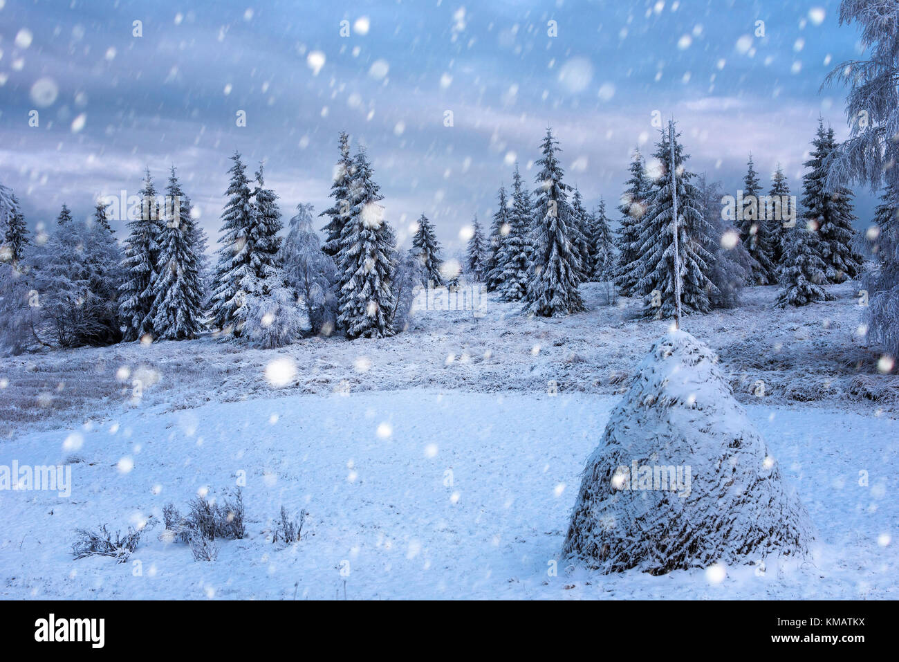 Fairy winter landscape with fir trees and snowfall. Christmas ...
