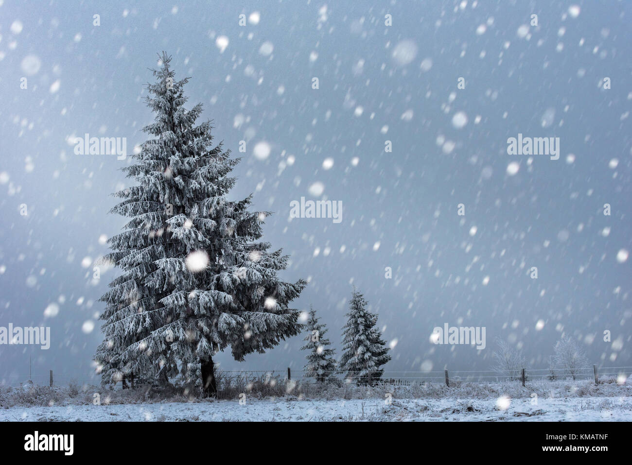 Fairy winter landscape with fir trees and snowfall. Christmas ...