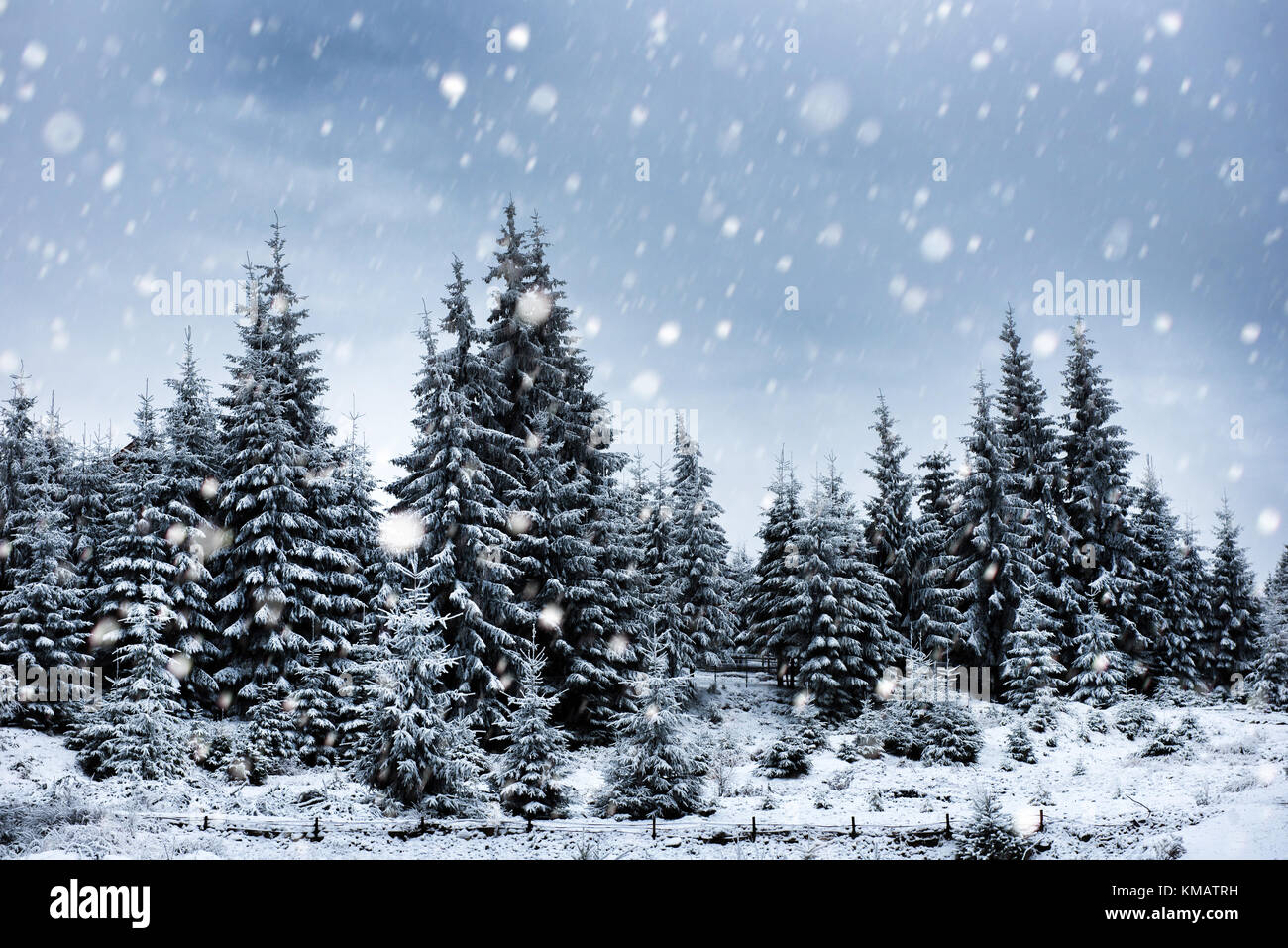 Fairy winter landscape with fir trees and snowfall. Christmas ...