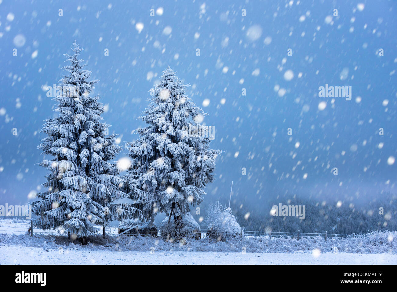 Fairy winter landscape with fir trees and snowfall. Christmas ...