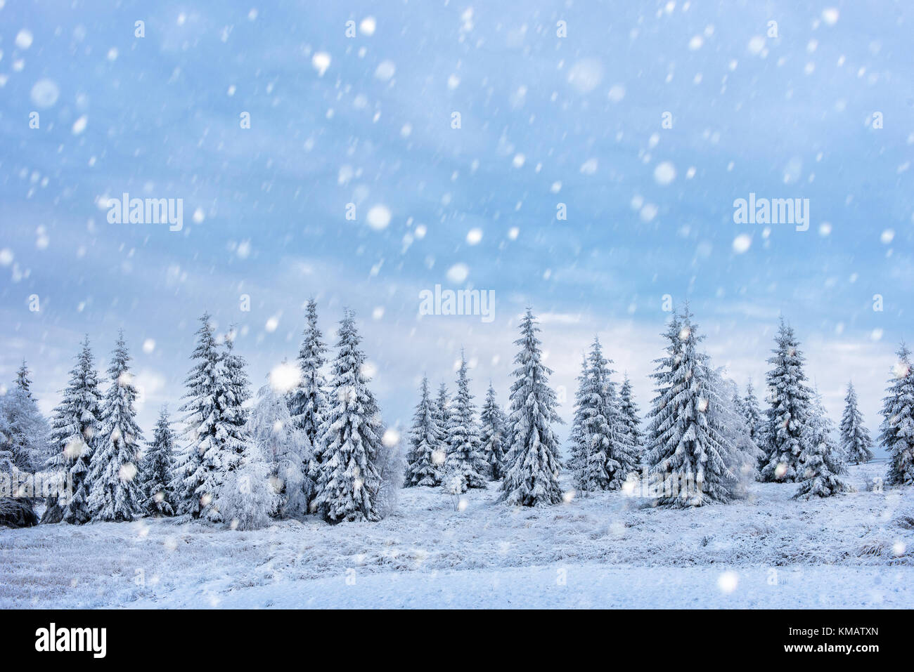 Fairy winter landscape with fir trees and snowfall. Christmas ...