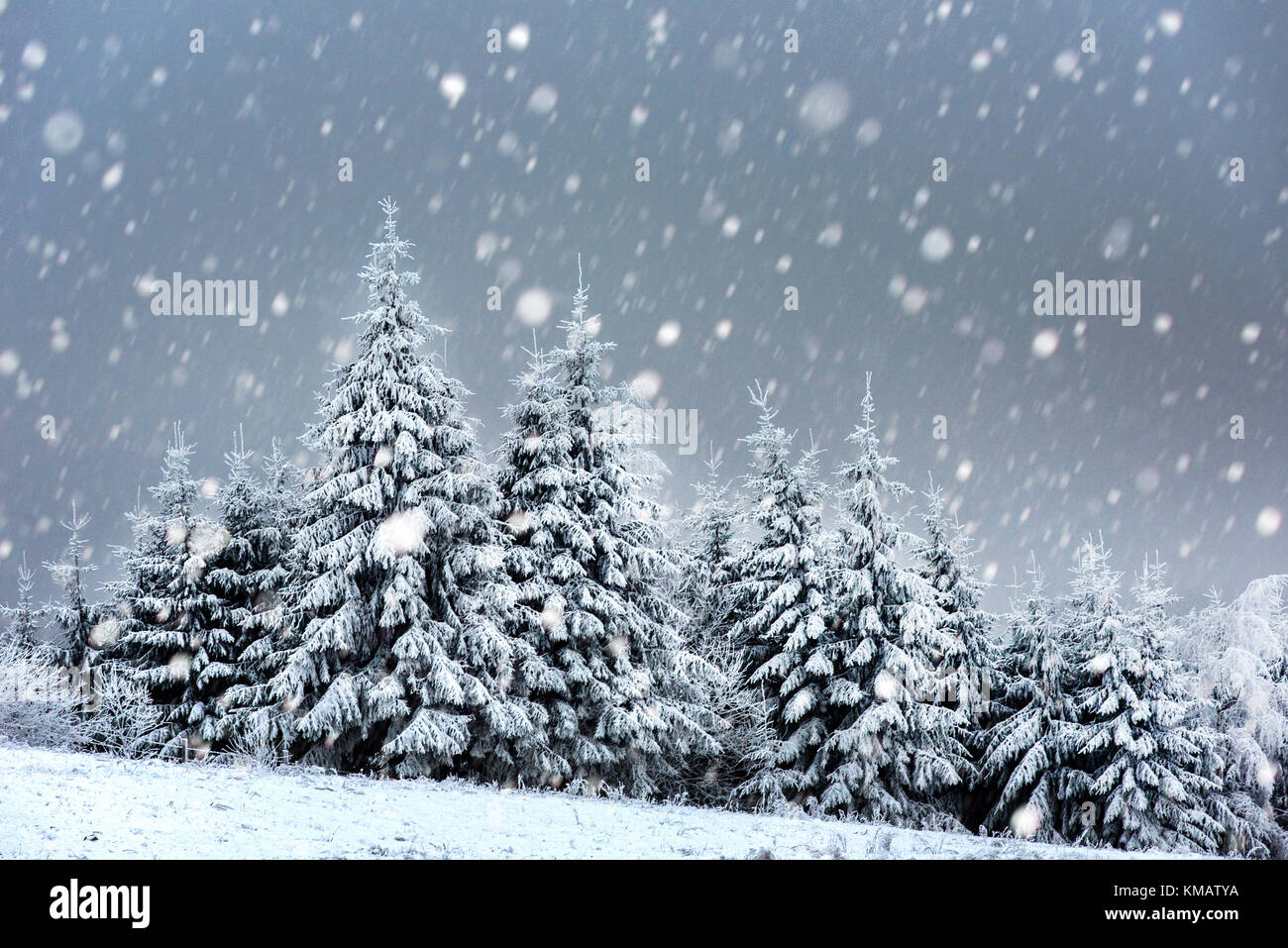 Fairy winter landscape with fir trees and snowfall. Christmas ...