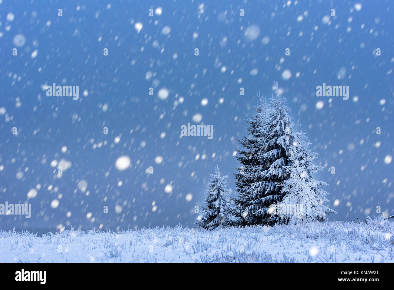 Fairy winter landscape with fir trees and snowfall. Christmas ...
