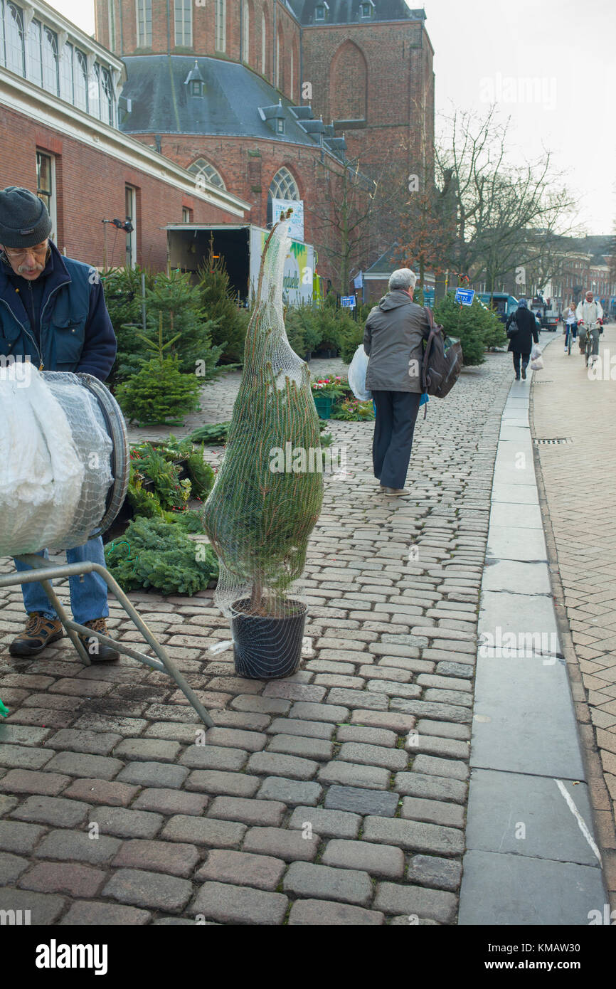 GRONINGEN,NETHERLANDS- DEC 13, 2013:Market merchant putting a sold christmas tree into a net to take home more easily Stock Photo