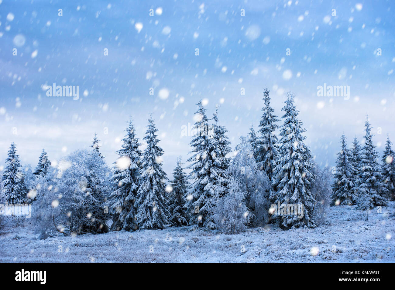 Fairy winter landscape with fir trees and snowfall. Christmas ...