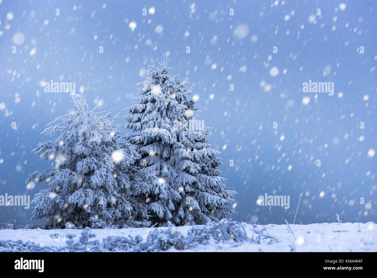 Fairy winter landscape with fir trees and snowfall. Christmas ...