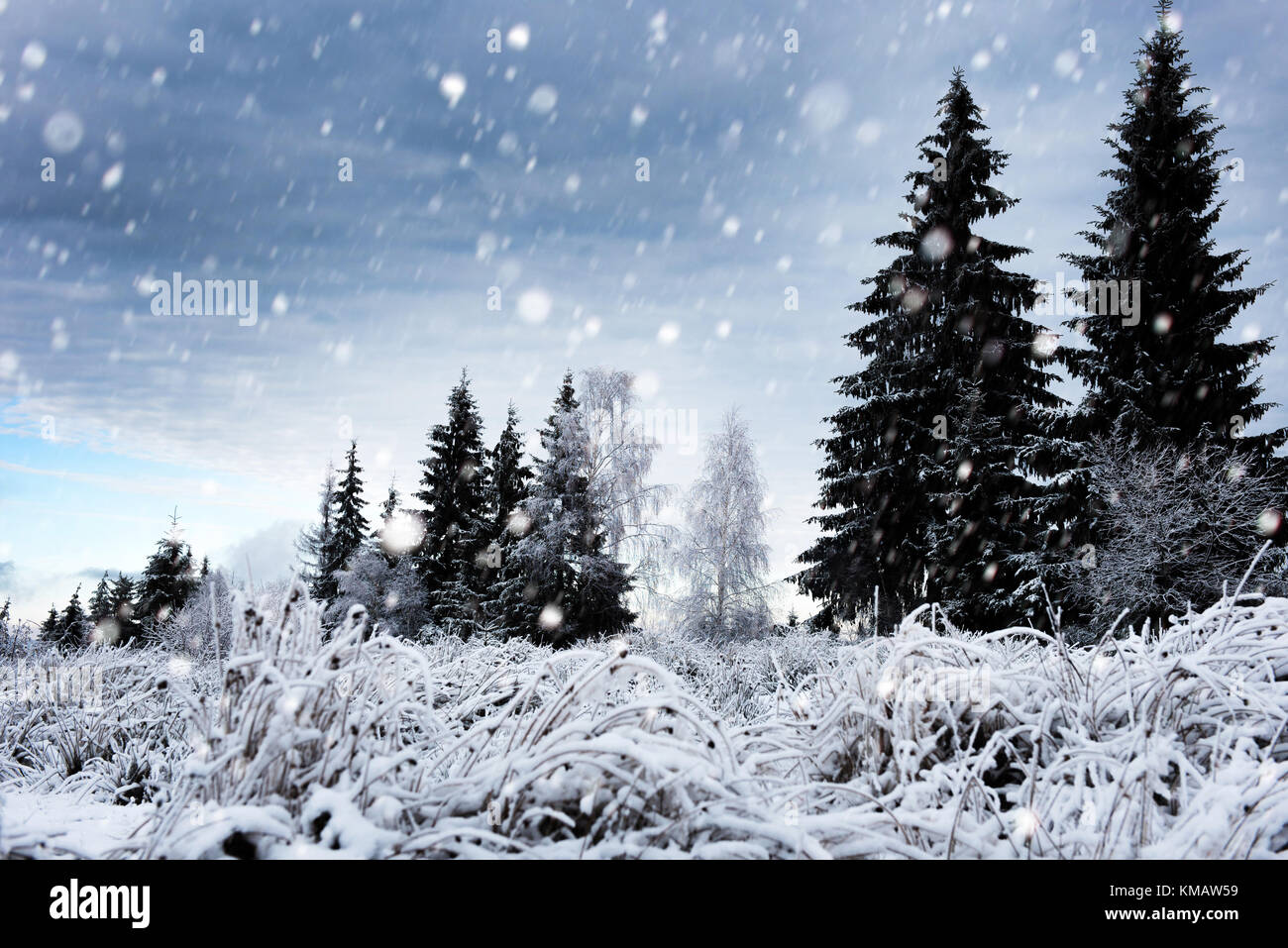 Fairy winter landscape with fir trees and snowfall. Christmas ...