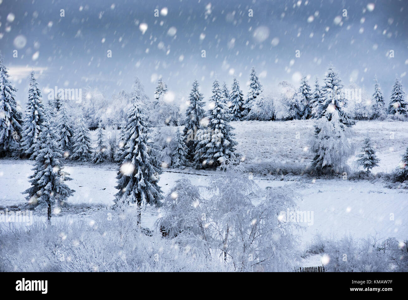 Fairy winter landscape with fir trees and snowfall. Christmas ...