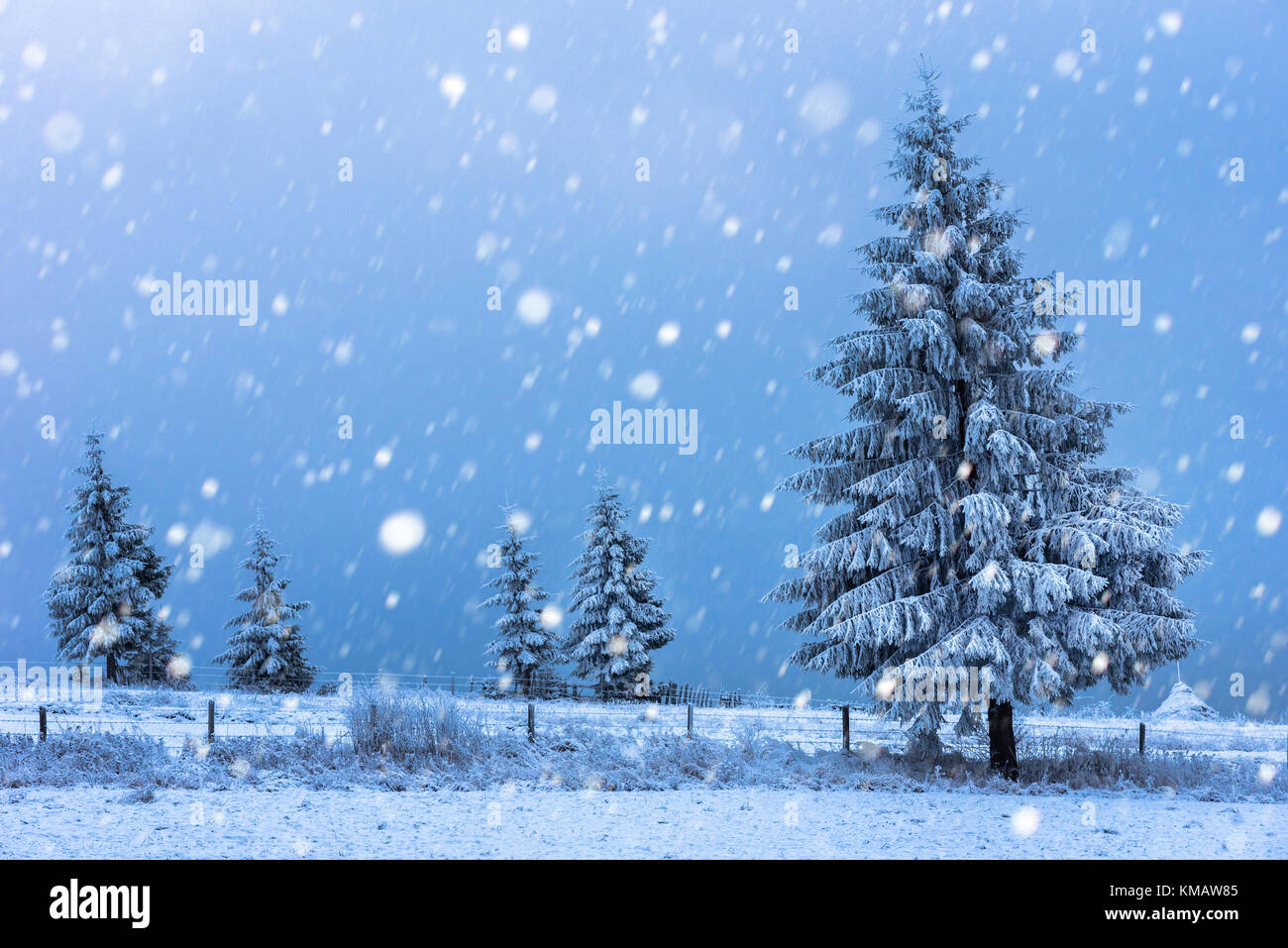Fairy winter landscape with fir trees and snowfall. Christmas ...