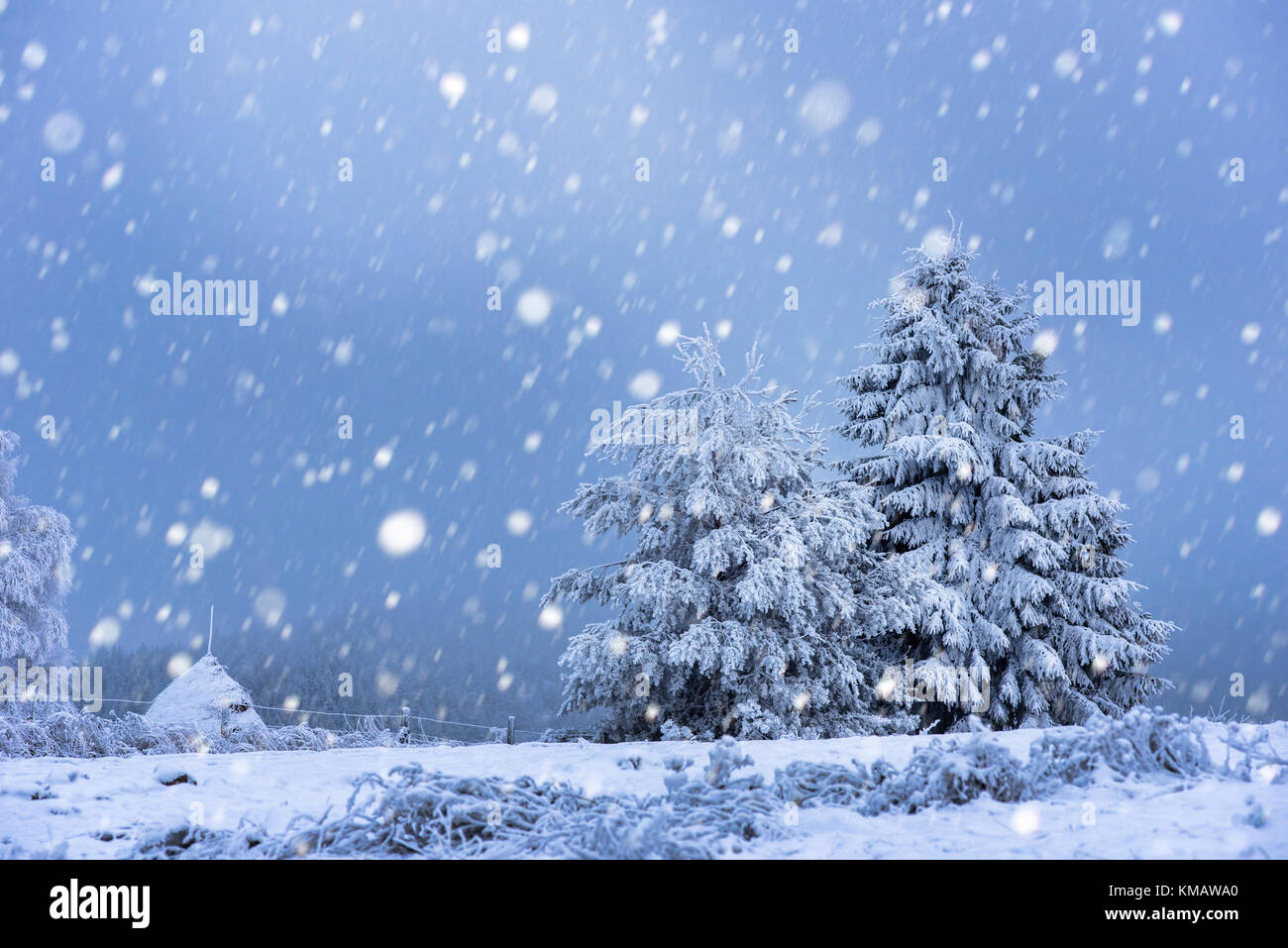 Fairy winter landscape with fir trees and snowfall. Christmas ...