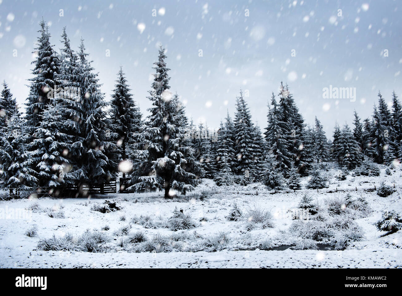 Fairy winter landscape with fir trees and snowfall. Christmas ...
