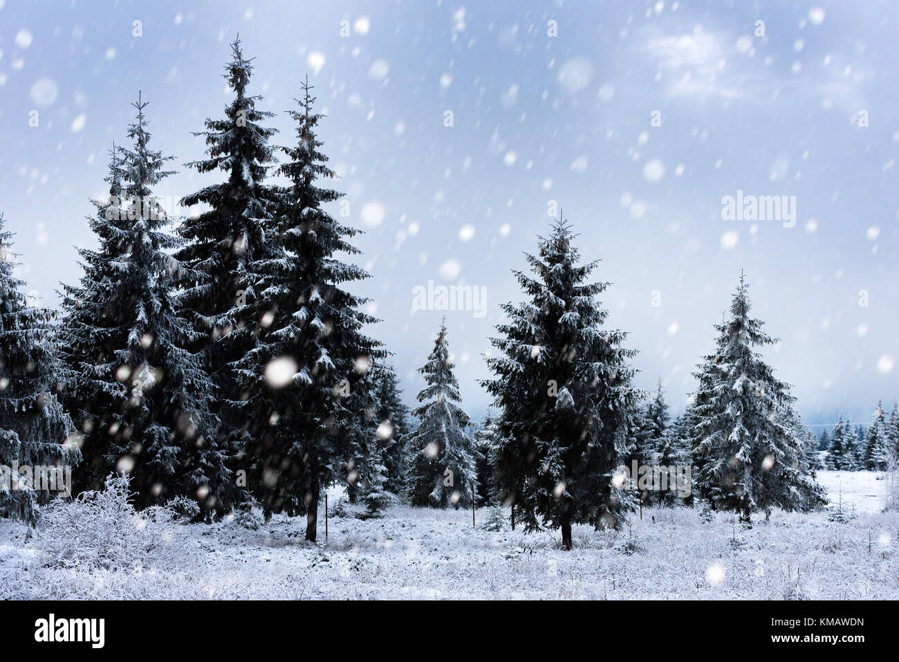 Fairy winter landscape with fir trees and snowfall. Christmas ...