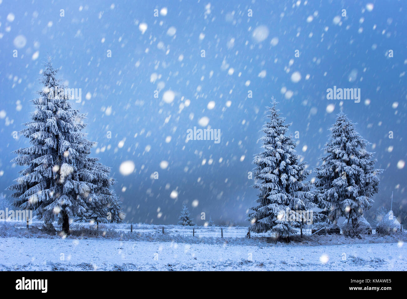 Fairy winter landscape with fir trees and snowfall. Christmas ...
