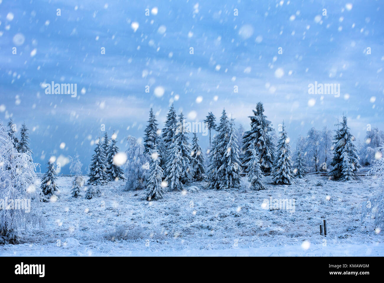 Fairy winter landscape with fir trees and snowfall. Christmas ...