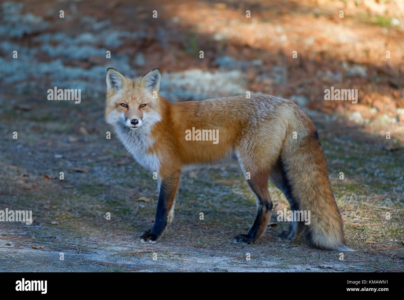 Red fox (Vulpes vulpes) in Algonquin Park in autumn in Canada Stock ...