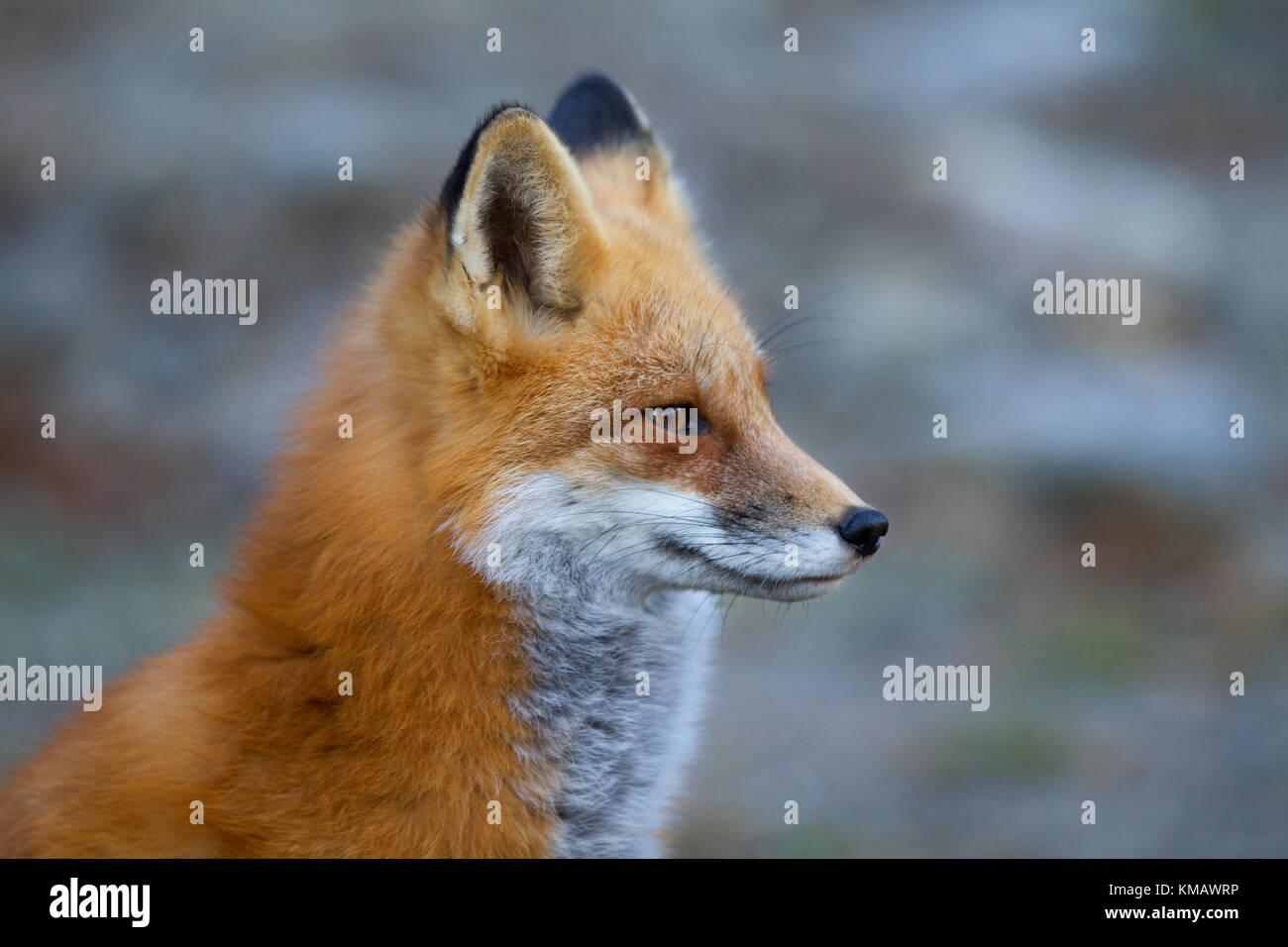 Red fox portrait in Algonquin Park in autumn in Canada Stock Photo - Alamy