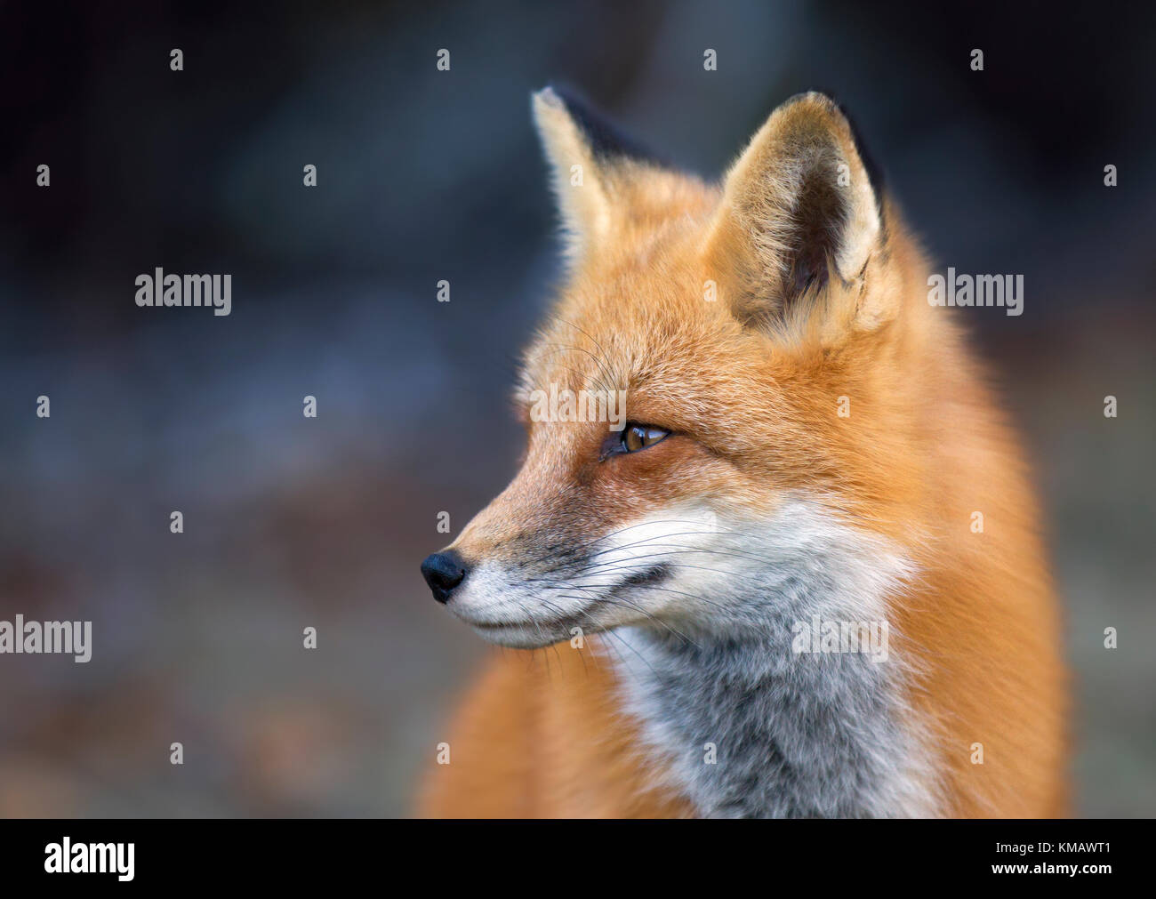 Red fox portrait in Algonquin Park in autumn in Canada Stock Photo - Alamy