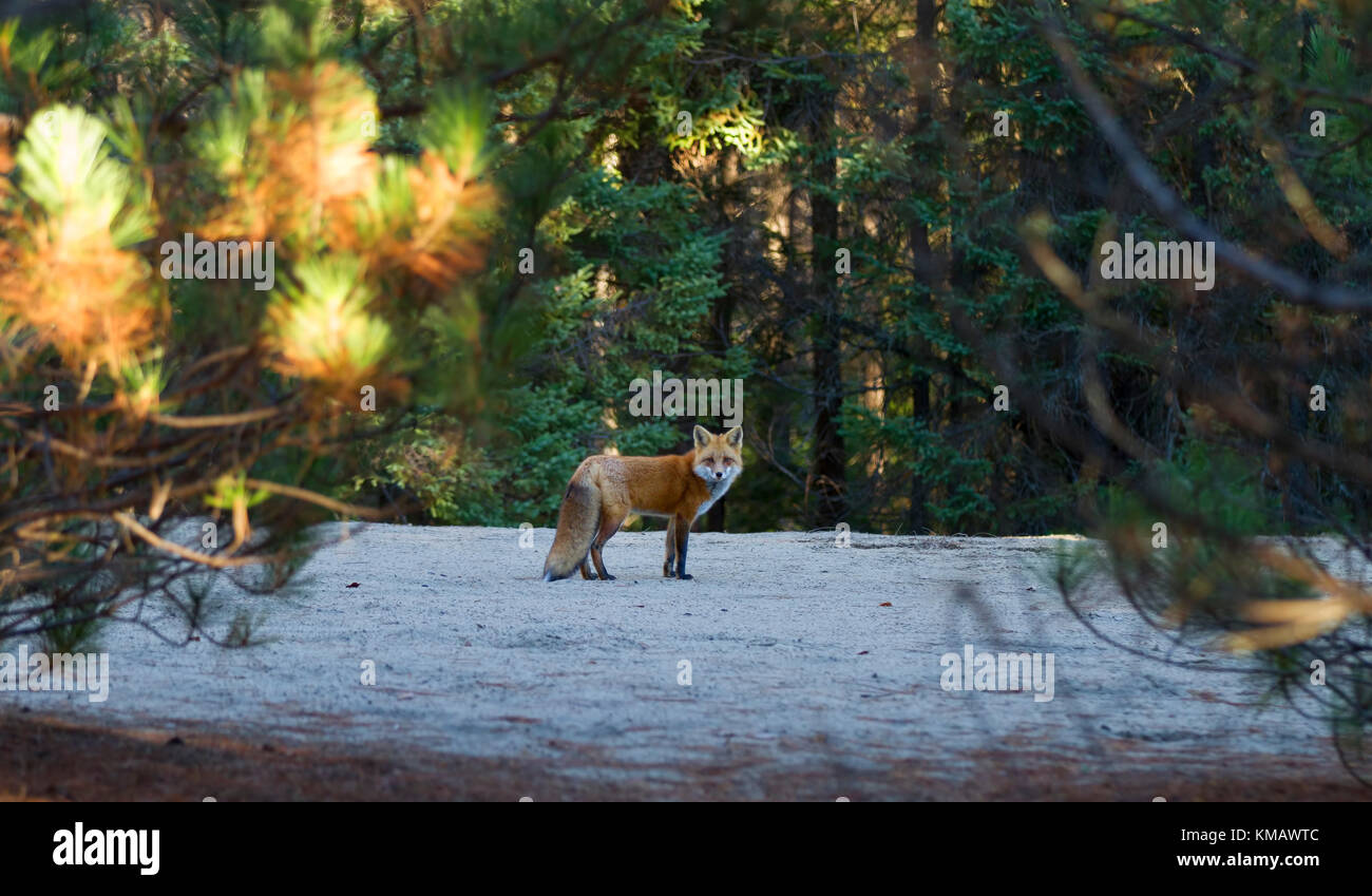 Red fox (Vulpes vulpes) in Algonquin Park in autumn in Canada Stock ...
