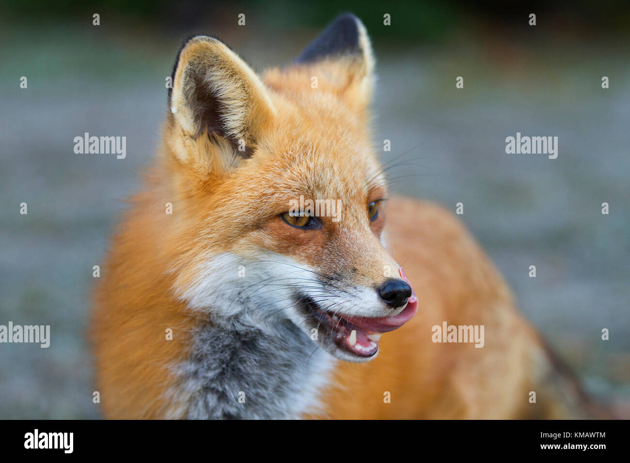 Red fox portrait in Algonquin Park in autumn in Canada Stock Photo