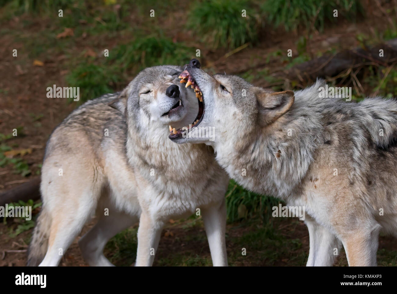 Timber wolves or grey wolf (Canis lupus) playing with each other in autumn in Canada Stock Photo