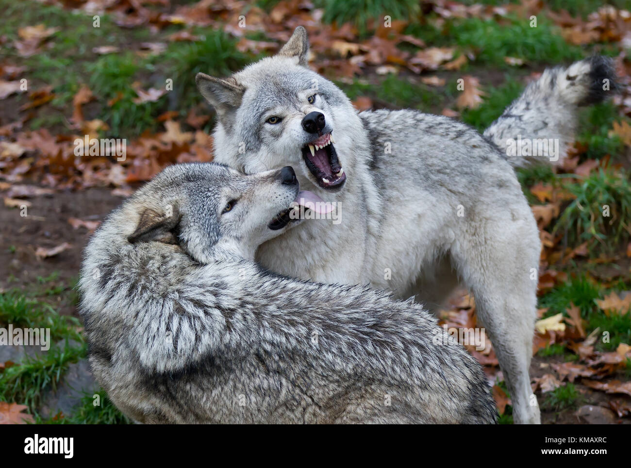 Timber wolves or Grey wolf (Canis lupus) playing with each other in autumn in Canada Stock Photo