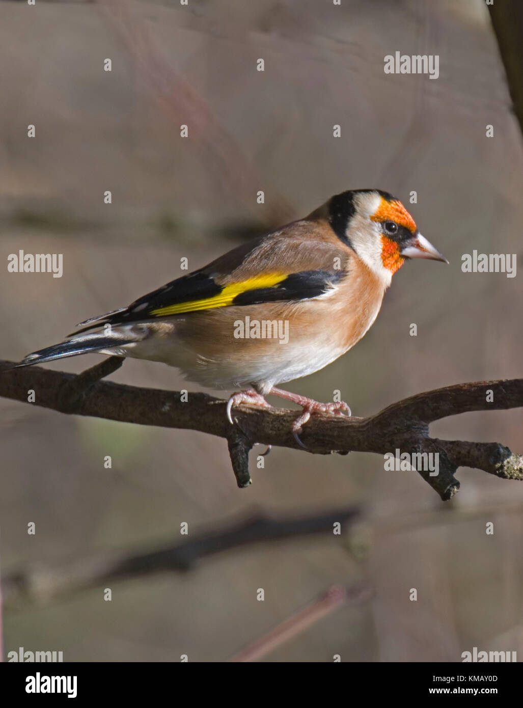 Goldfinch; Carduelis; carduelis Stock Photo