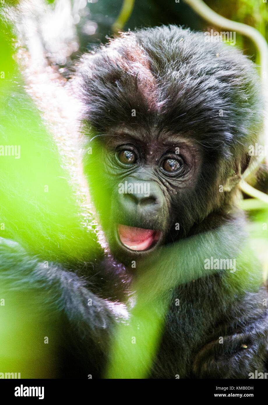 Close up Portrait of a mountain gorillacub at a short distance. The mountain gorilla (Gorilla beringei beringei) . Stock Photo