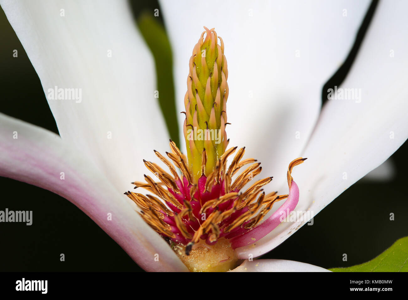 Close up of magnolia flower (x soulangeana) with large white tepals open wide revealing plant reproductive parts as the centre focus. Stock Photo