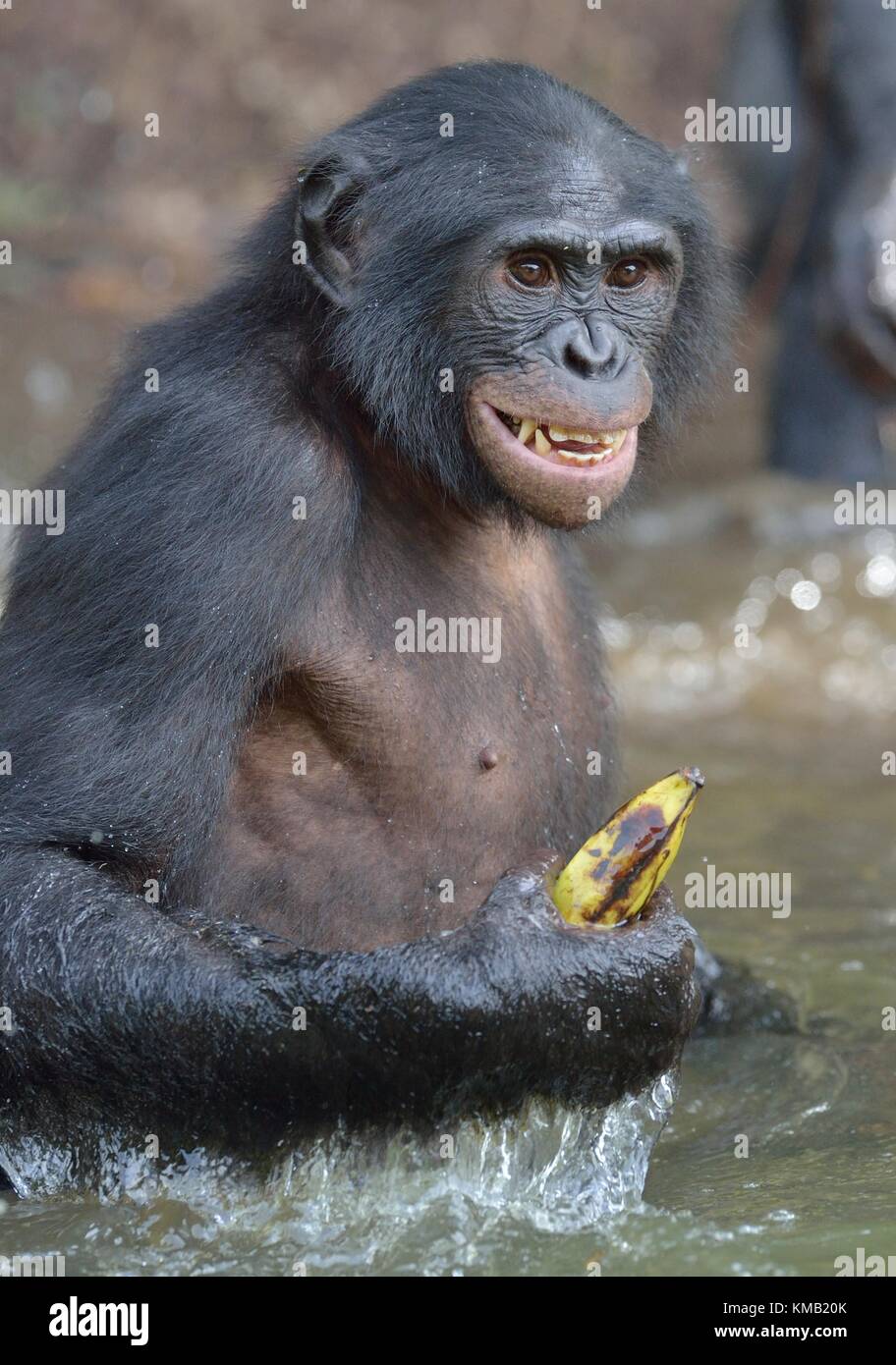 Bonobo standing in water looks for the fruit which fell in water ...