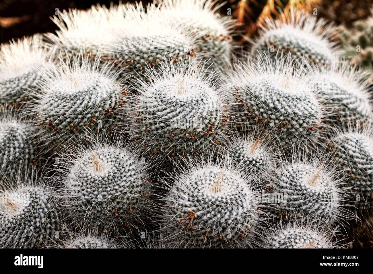 Cactus variety hi-res stock photography and images - Alamy