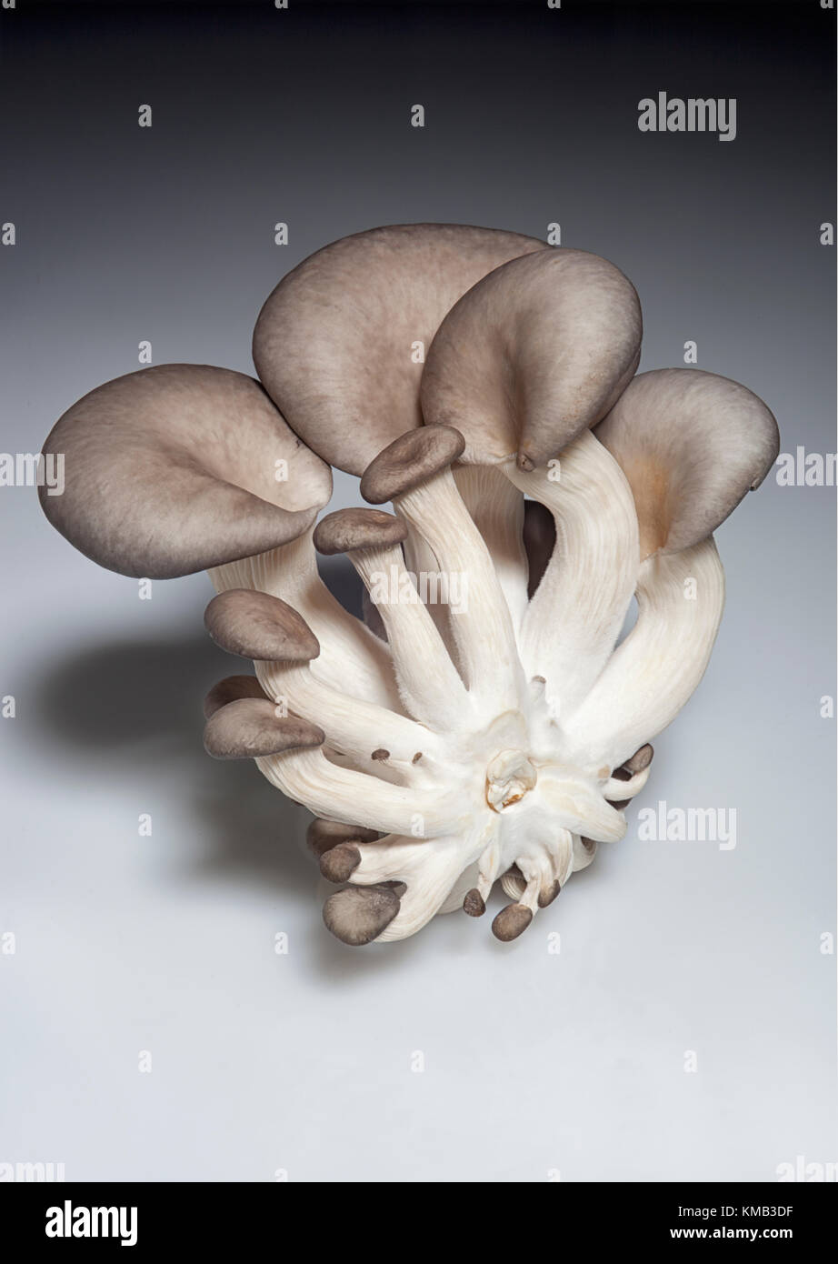 Close up of an oyster mushroom cultivated indoors on waste coffee grounds and shown on a white background. Stock Photo