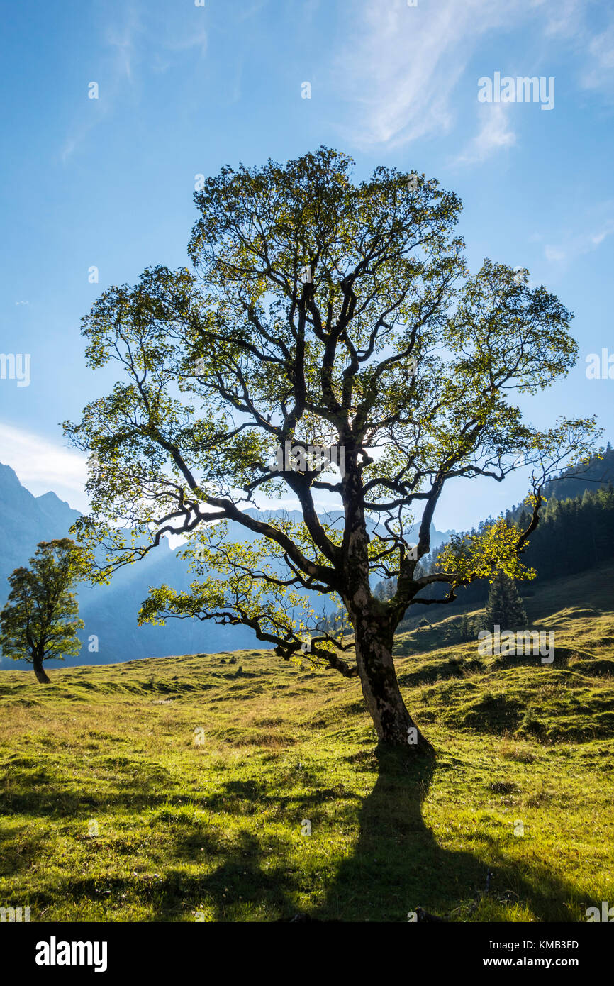 maple tree in the karwendel alps Stock Photo - Alamy