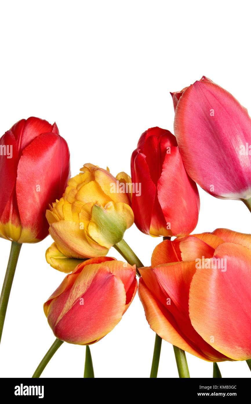 Tulips, flowers isolated on a white background Stock Photo - Alamy