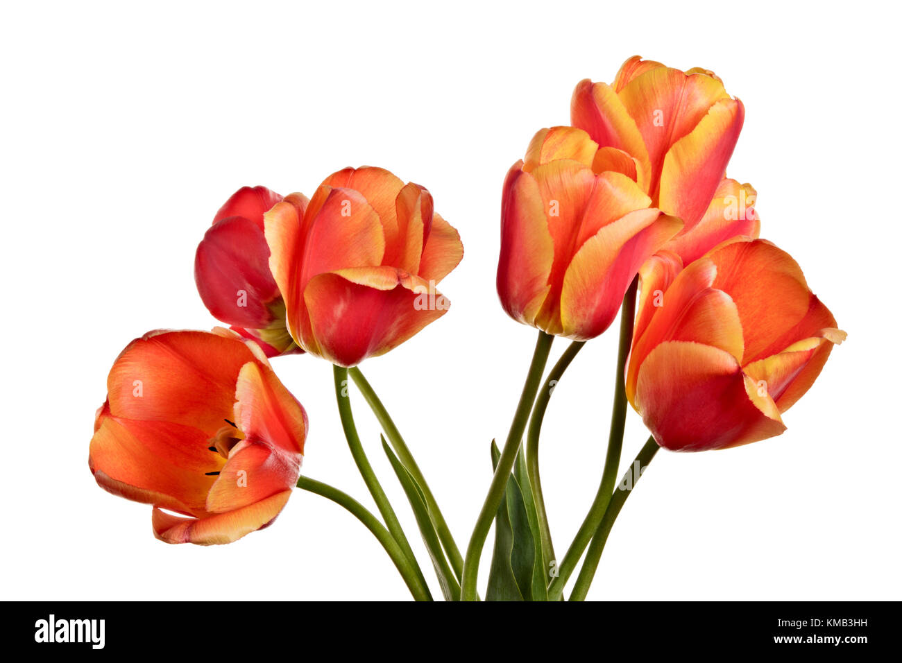 Tulips, flowers isolated on a white background Stock Photo - Alamy