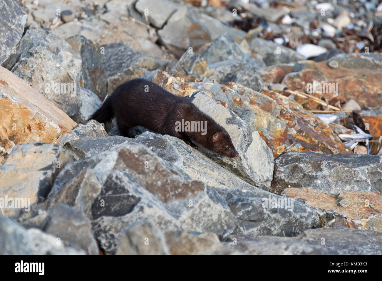 An American Mink (Mustela vison) on the shoreline of Hulls Cove, Maine. Stock Photo