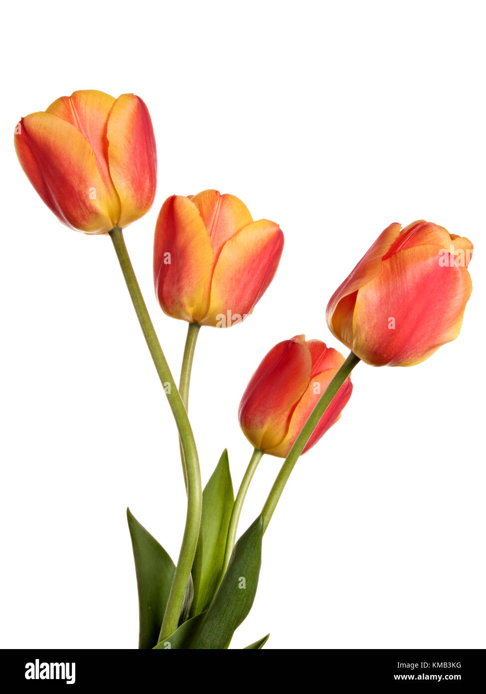 Tulips, flowers isolated on a white background Stock Photo - Alamy
