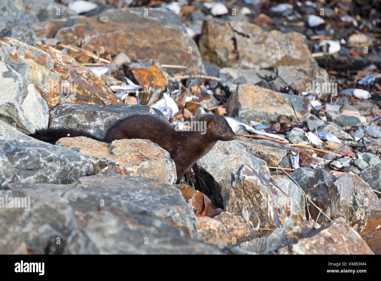 An American Mink (Mustela vison) on the shoreline of Hulls Cove, Maine. Stock Photo