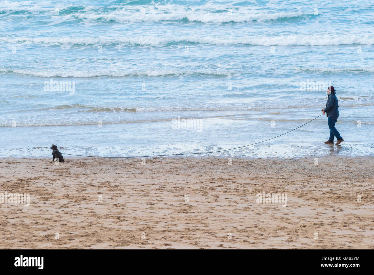 Dog walking - a dog walker with his puppy on a long lead leash on Fistral Beach Newquay Cornwall UK. Stock Photo