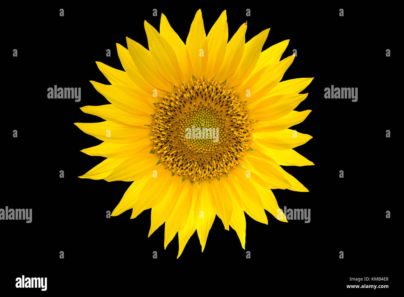 Sunflower isolated on black background. Yellow summer flower Stock
