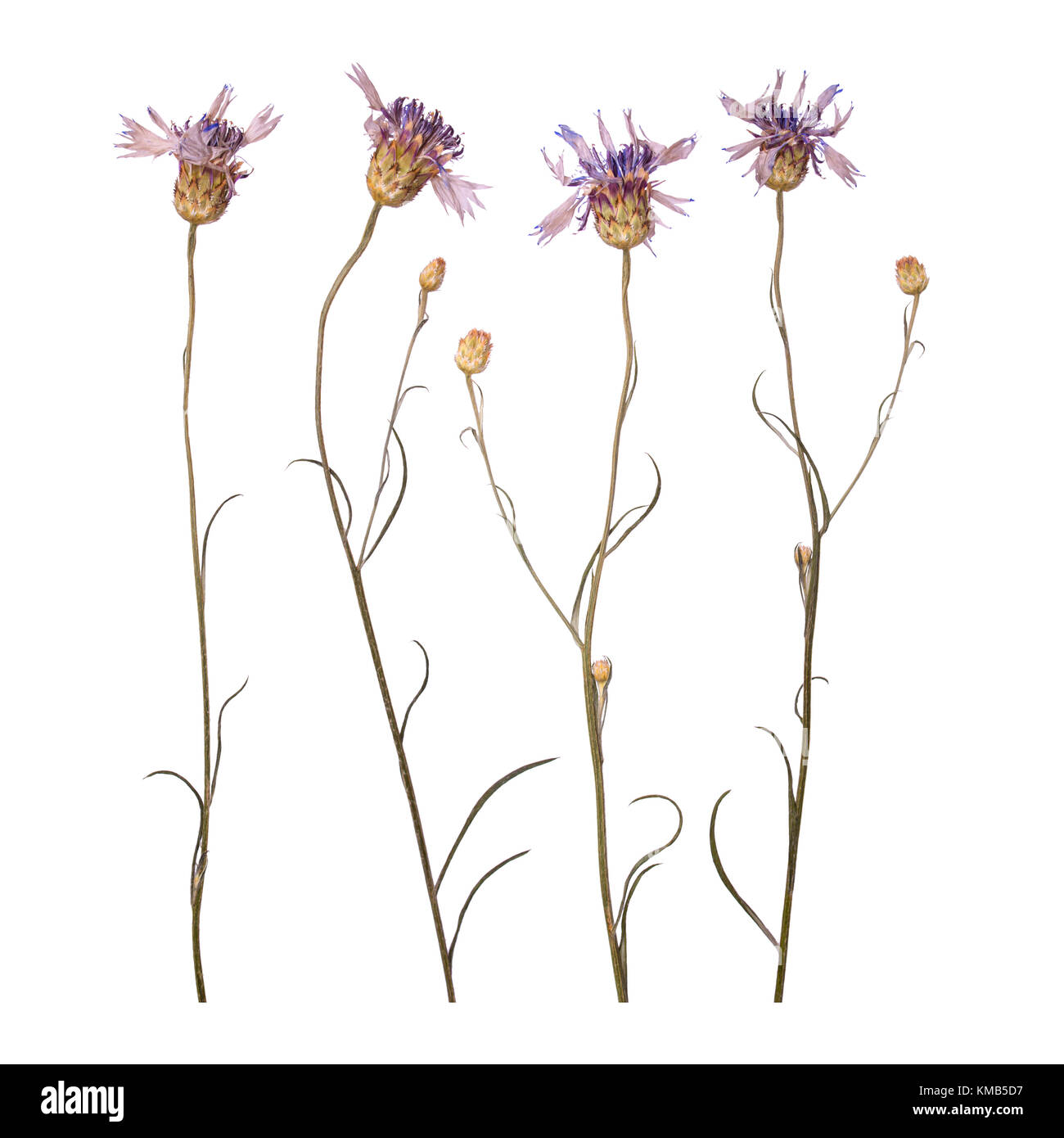 Dried and pressed flowers of cornflowers isolated on white background. Herbarium of blue flowers Stock Photo