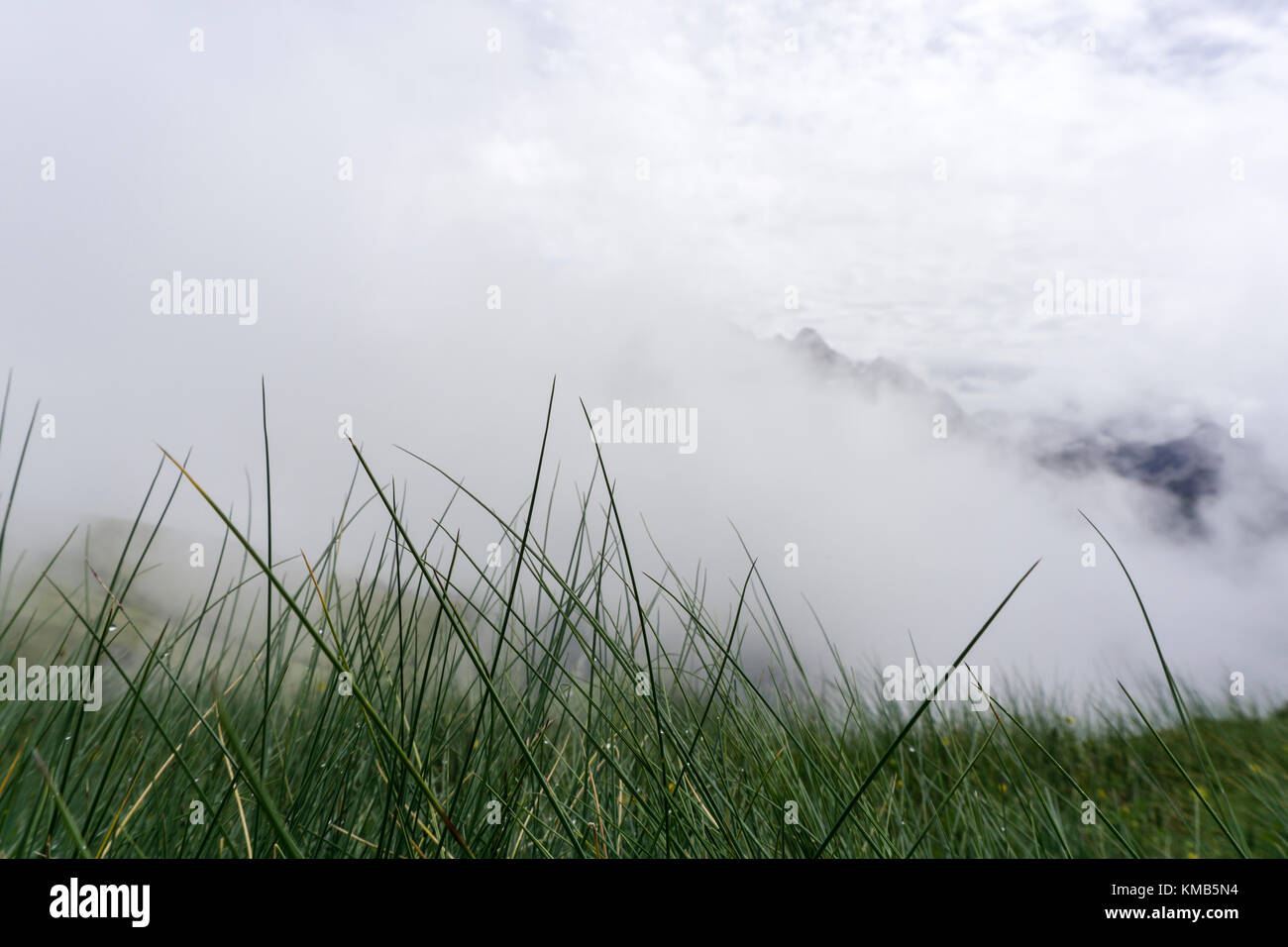 Vector background with grass hi-res stock photography and images - Alamy