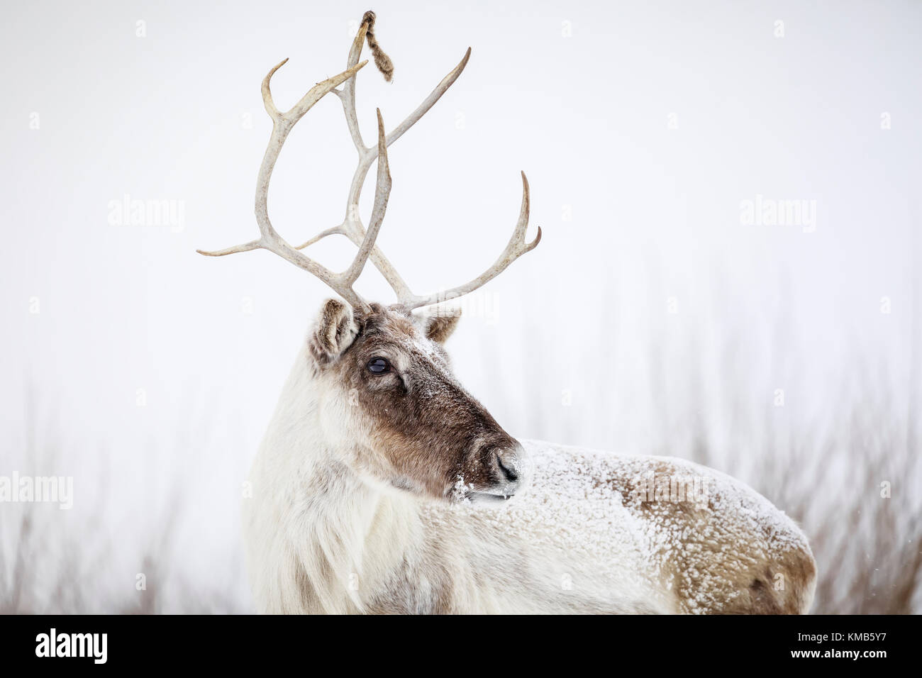 Reindeer, also known as the Boreal Woodland Caribou in North America, Rangifer tarandus, Manitoba, Canada. Stock Photo