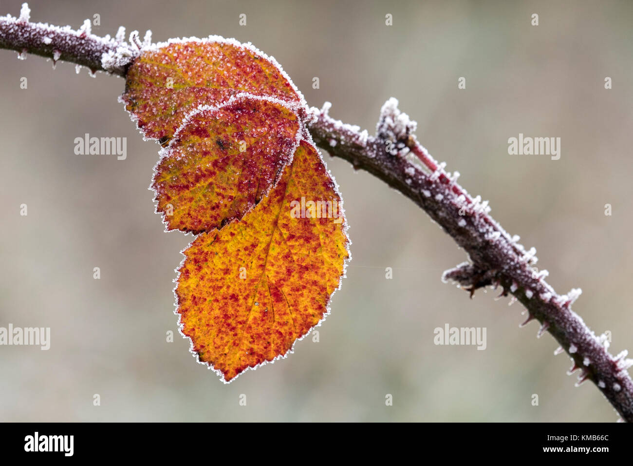 Frost covered Bramble leaves (Rubus fructicosus) on a winter morning in November. Cahir, Tipperary, Ireland. Stock Photo