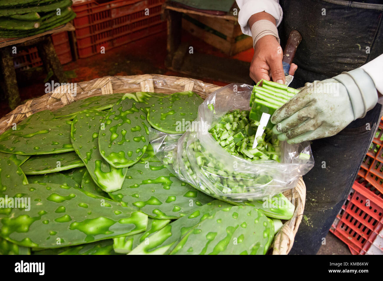 Nopales, Opuntia cacti, being prepared for sale in Mexico City's Mercado de la Merced. Stock Photo