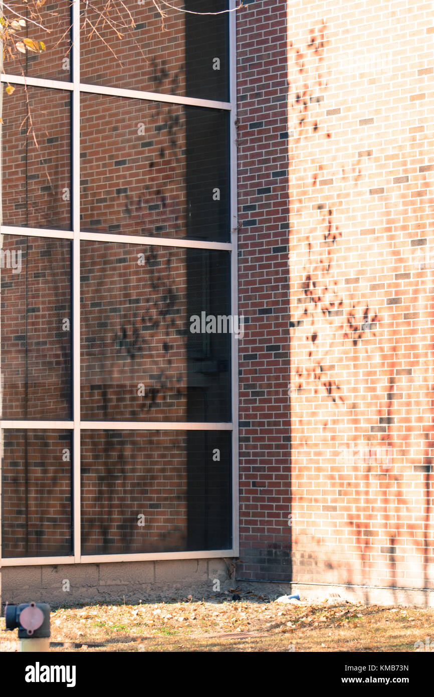 Campus building window.....shadows cast from the trees against the ...