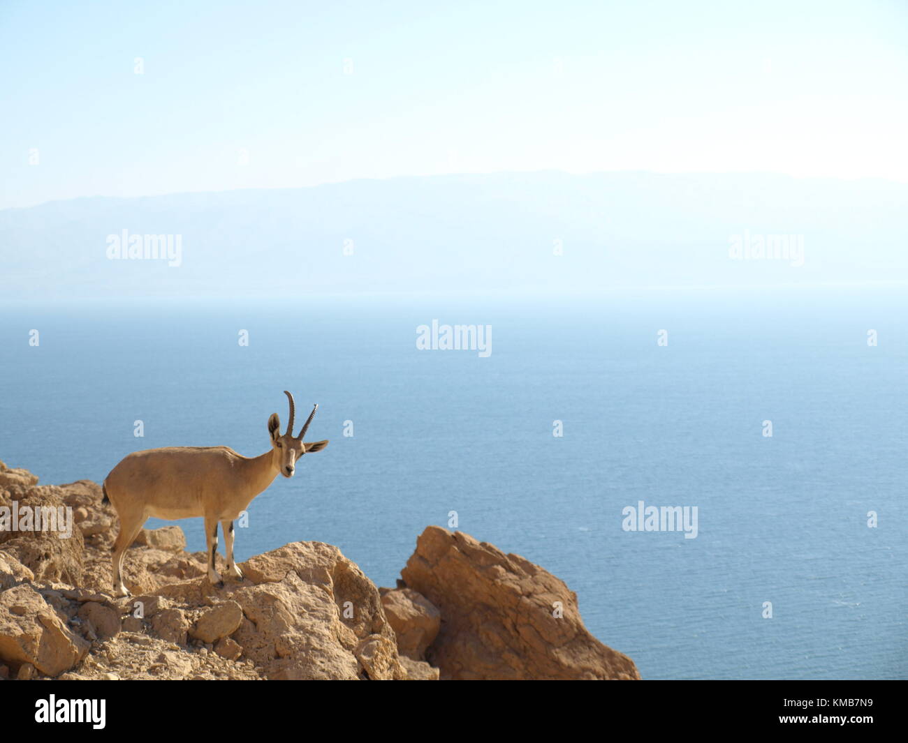 The ibex in nature standing on a cliff in the dead sea Stock Photo