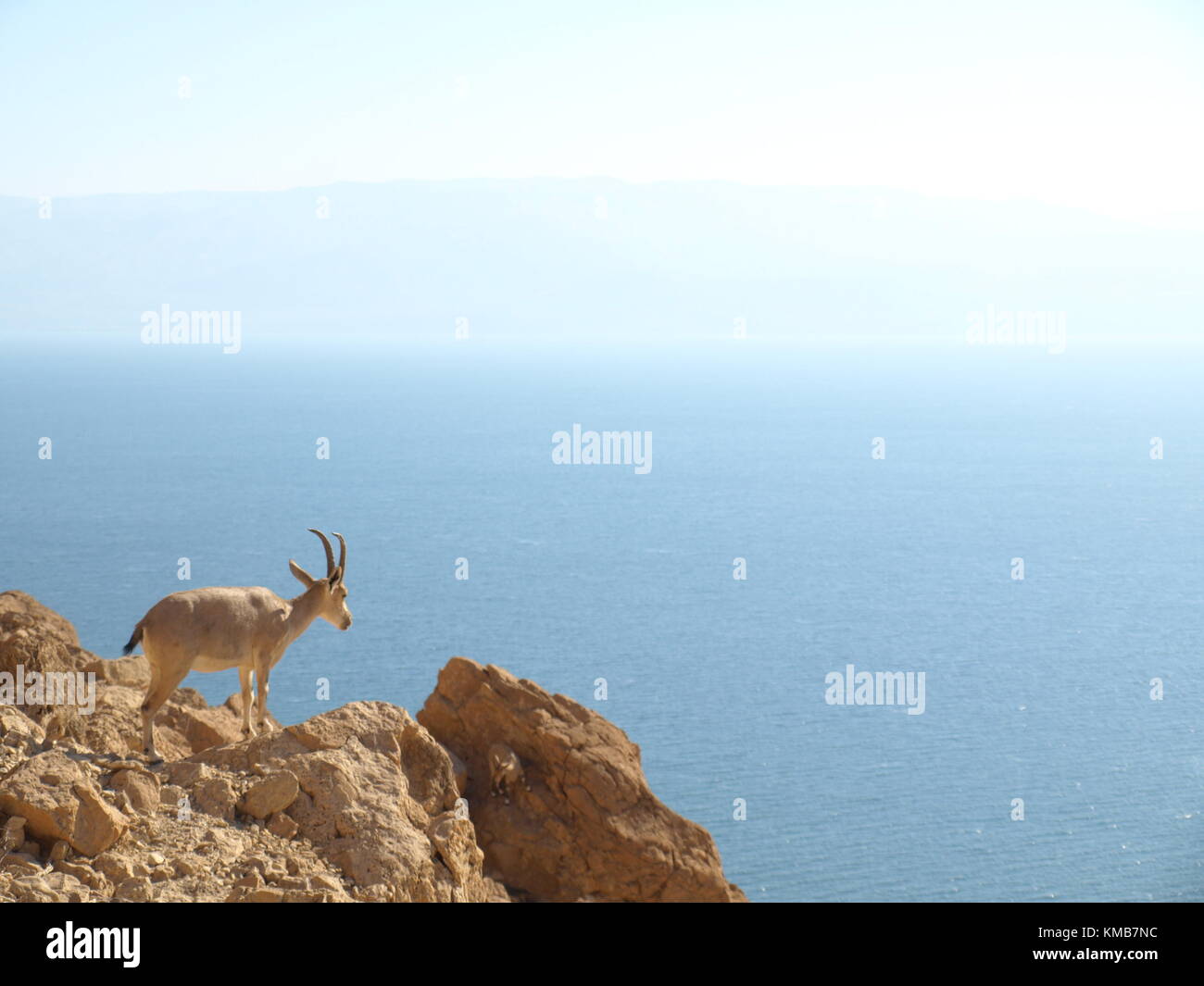 The ibex in nature standing on a cliff in the dead sea Stock Photo