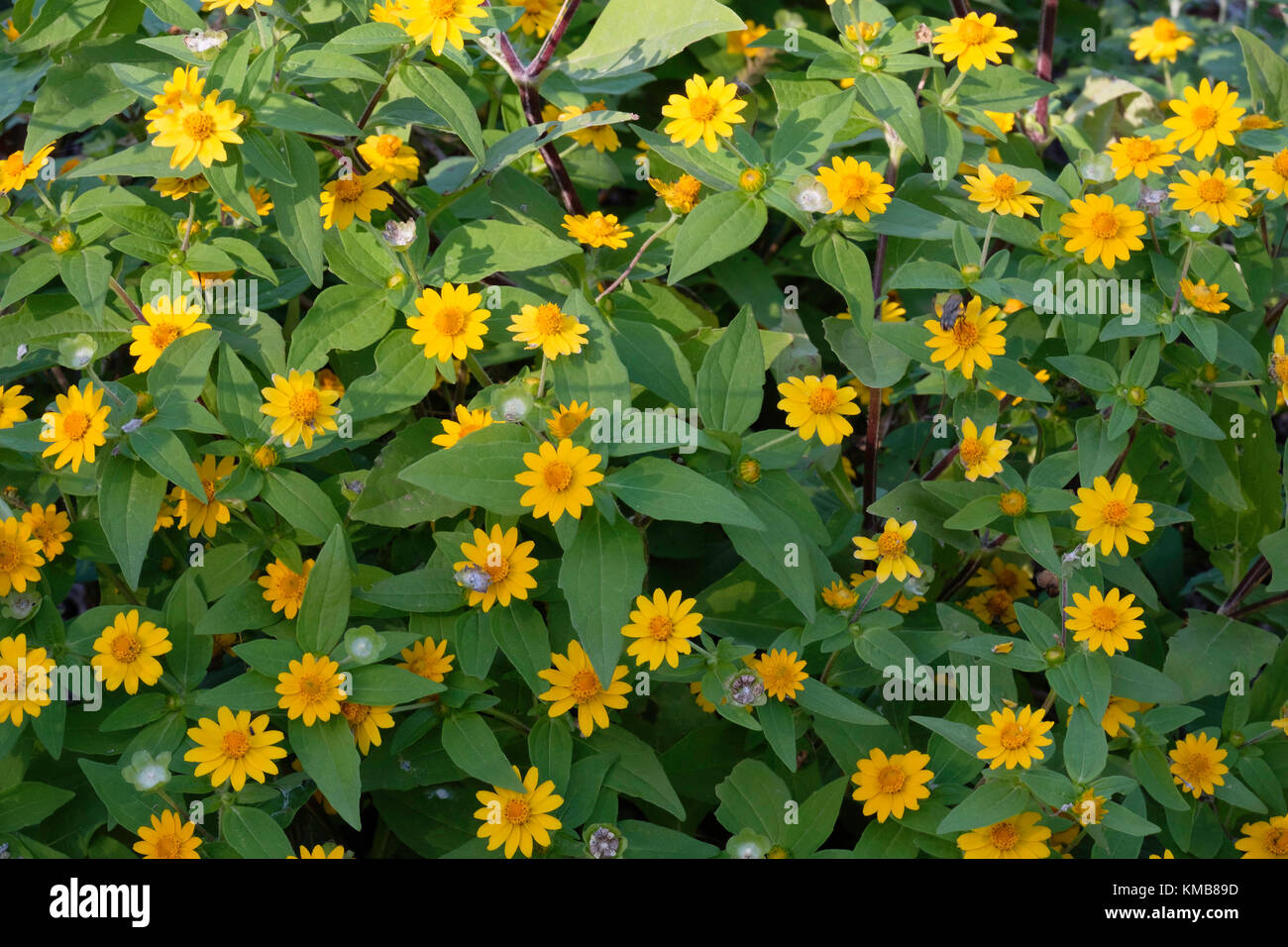 Helianthus Tuberosus Dwarf Sunray edu.svet.gob.gt