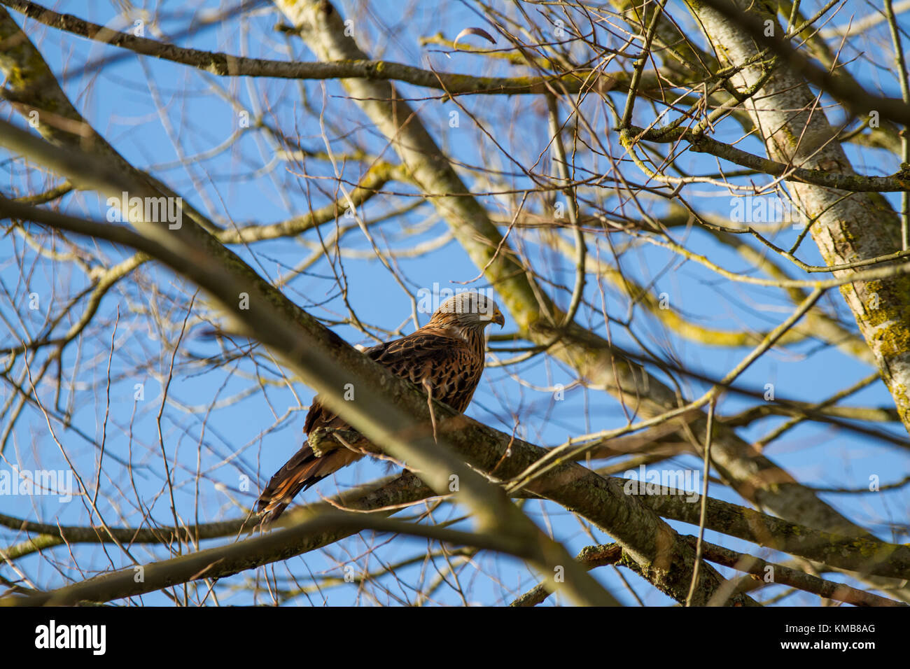 A Red Kite (Milvus milvus) perched in a tree Stock Photo