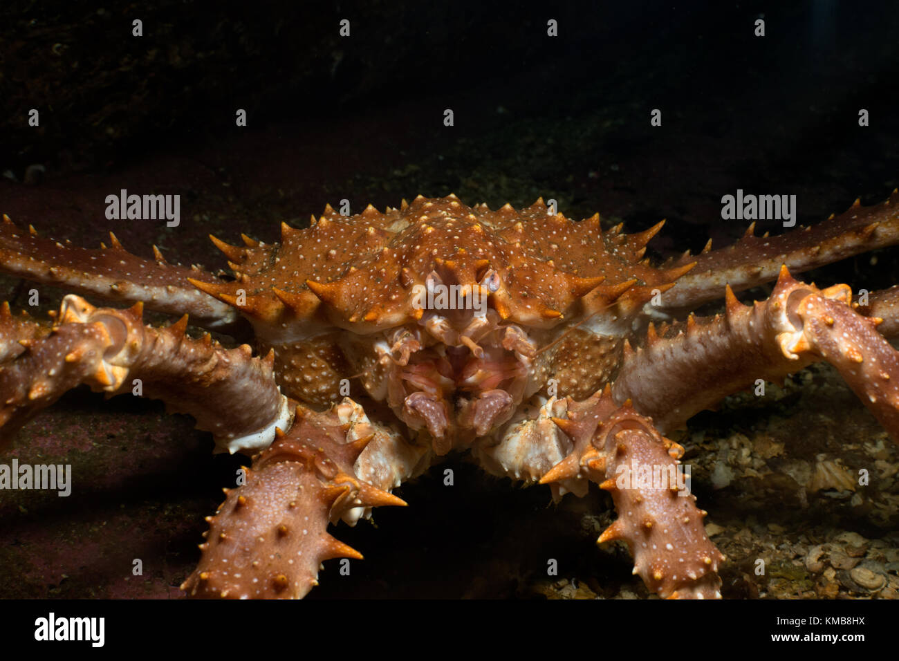Close-up of a spiny spider crab (frontal view) Stock Photo